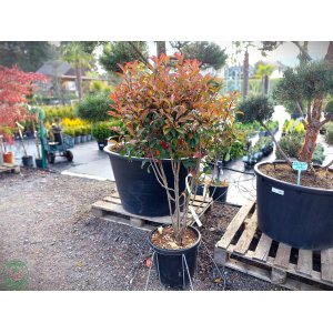 Červienka Fraserova (Photinia × fraseri) ´MAGICAL VULCANO´ - výška 150-180 cm, kont. C35L (-24°C) VIACKMENNÁ